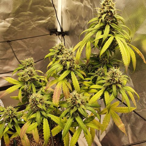Critical +2 XXL Auto growlog timeline photo