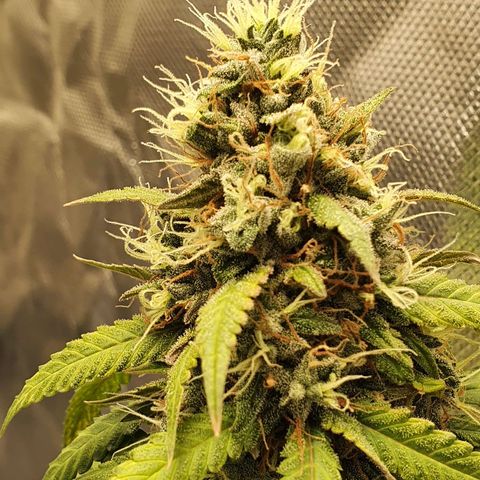 Critical +2 XXL Auto growlog timeline photo