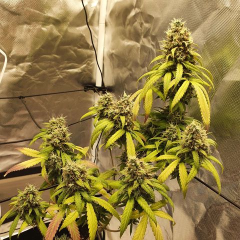 Critical +2 XXL Auto growlog timeline photo