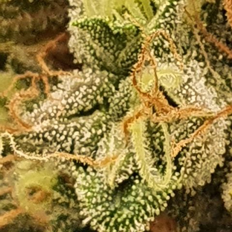 Critical +2 XXL Auto growlog timeline photo