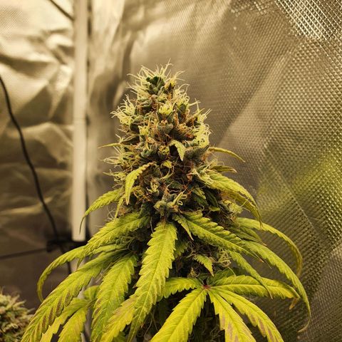 Critical +2 XXL Auto growlog timeline photo