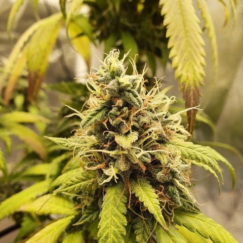 Critical +2 XXL Auto growlog timeline photo