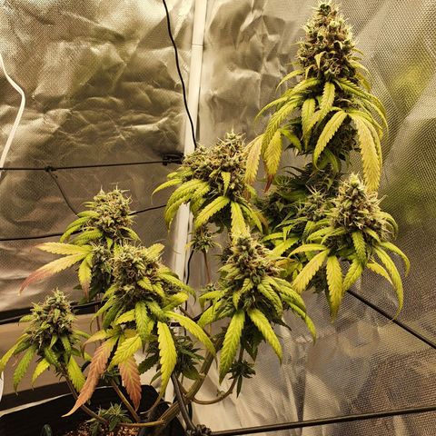 Critical +2 XXL Auto growlog timeline photo