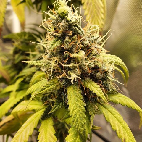 Critical +2 XXL Auto growlog timeline photo