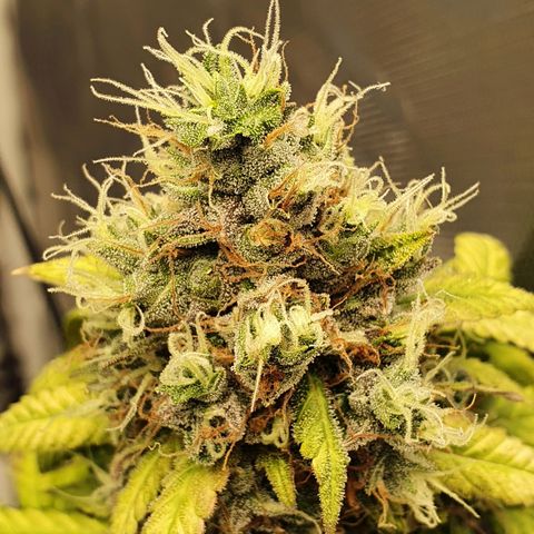 Critical +2 XXL Auto growlog timeline photo