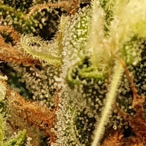 Critical +2 XXL Auto growlog timeline photo
