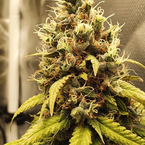 Critical +2 XXL Auto growlog timeline photo
