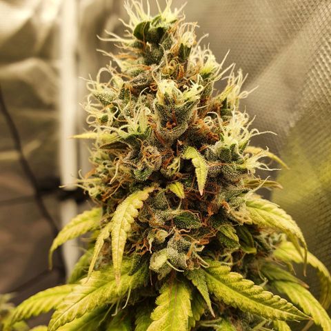 Critical +2 XXL Auto growlog timeline photo