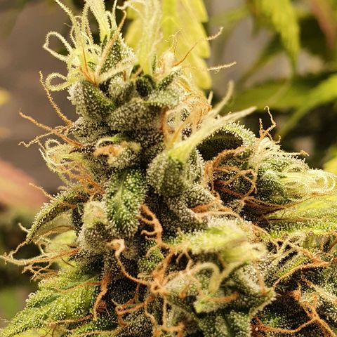 Critical +2 XXL Auto growlog timeline photo