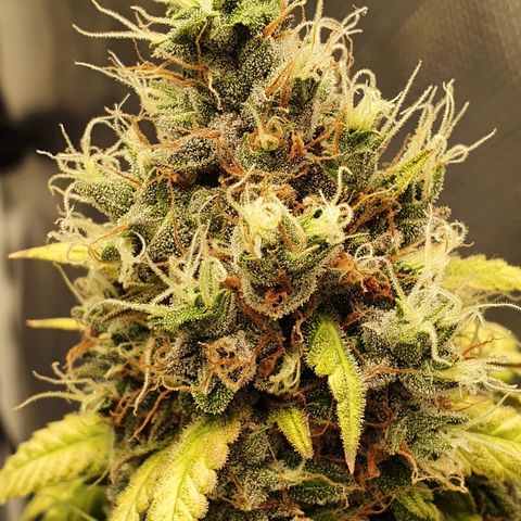 Critical +2 XXL Auto growlog timeline photo