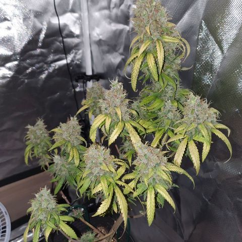 Critical +2 XXL Auto growlog timeline photo