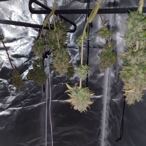 Critical +2 XXL Auto growlog timeline photo