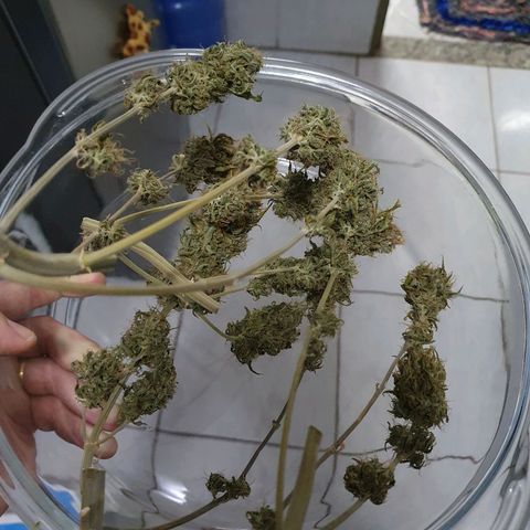 Critical +2 XXL Auto growlog timeline photo