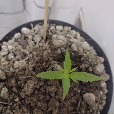 "Guerreira"🌱🪴 growlog photo: 5 dia de 1 semana...
Aparentemente ficando com Folhas Amareladas 