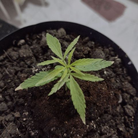 "Guerreira"🌱🪴 growlog photo: Pontas queimadas.
Creio que o motivo seria pequenas gotículas de água da rega.👀🤔