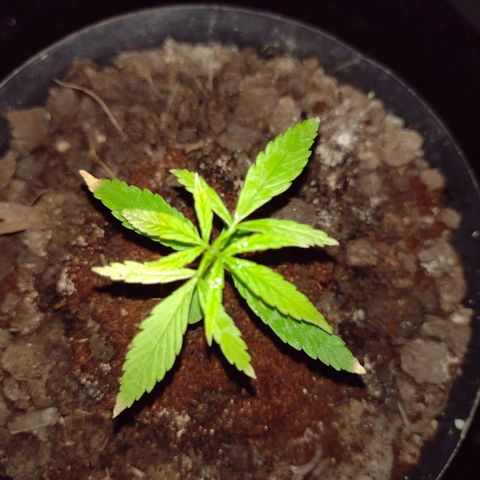"Guerreira"🌱🪴 growlog photo: Início da quarta folhagem, após a de "Cotilédones" 💪🏽🪴