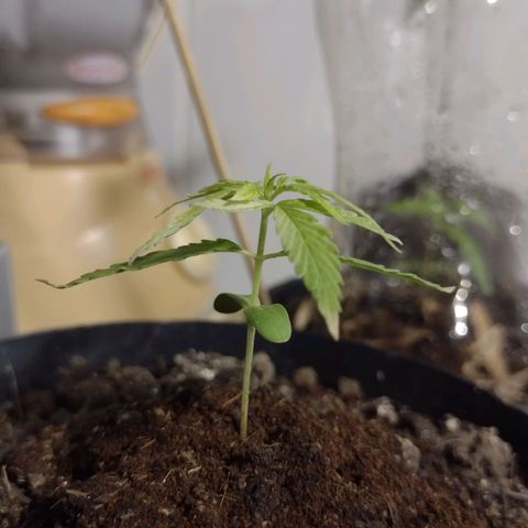 "Guerreira"🌱🪴 growlog photo: Início da quarta folhagem, após a de "Cotilédones" 💪🏽🪴