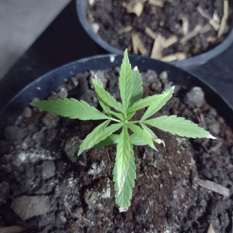 "Guerreira"🌱🪴 growlog timeline photo