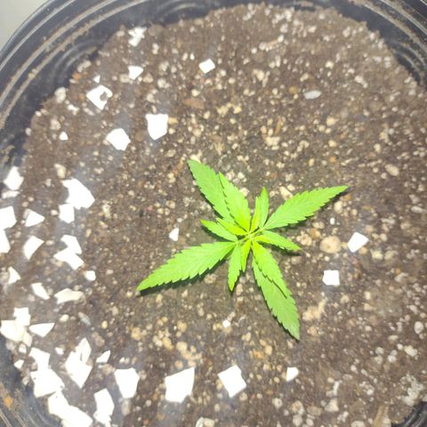 "Guerreira"🌱🪴 growlog photo: Horas antes de aplicar o Fertilizante "Simu 10 10 10"