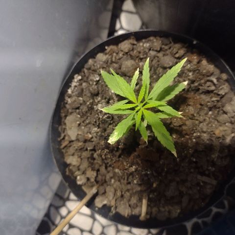 "Guerreira"🌱🪴 growlog photo: Horas antes de aplicar o Fertilizante "Simu 10 10 10"
