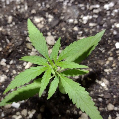 "Guerreira"🌱🪴 growlog photo: Um dia após eu ter feito a "Primeira Fertilização Com o Dimy 10 10 10"👀🌱