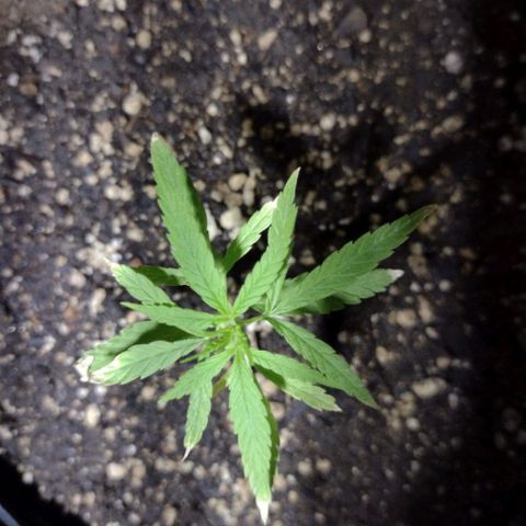 "Guerreira"🌱🪴 growlog photo: Um dia após eu ter feito a "Primeira Fertilização Com o Dimy 10 10 10"👀🌱