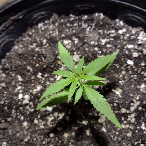 "Guerreira"🌱🪴 growlog photo: Um dia após eu ter feito a "Primeira Fertilização Com o Dimy 10 10 10"👀🌱