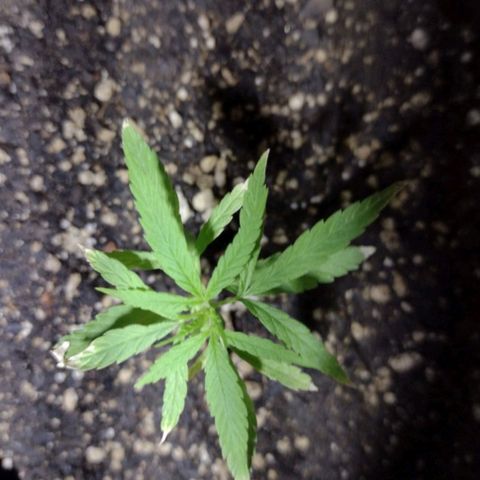 "Guerreira"🌱🪴 growlog photo: Um dia após eu ter feito a "Primeira Fertilização Com o Dimy 10 10 10"👀🌱