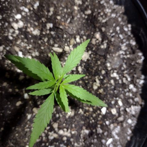 "Guerreira"🌱🪴 growlog photo: Um dia após eu ter feito a "Primeira Fertilização Com o Dimy 10 10 10"👀🌱