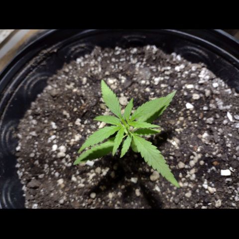 "Guerreira"🌱🪴 growlog photo: Um dia após eu ter feito a "Primeira Fertilização Com o Dimy 10 10 10"👀🌱