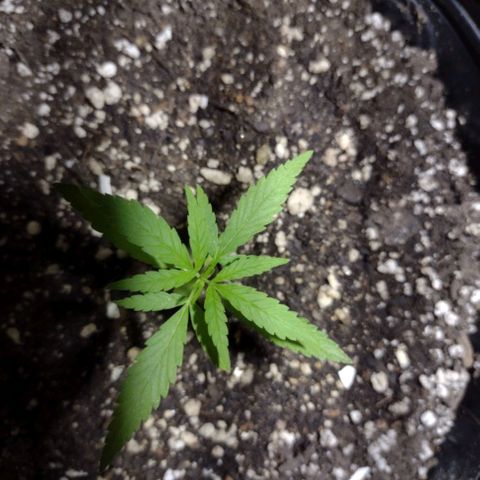 "Guerreira"🌱🪴 growlog photo: Um dia após eu ter feito a "Primeira Fertilização Com o Dimy 10 10 10"👀🌱