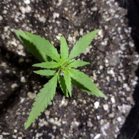 "Guerreira"🌱🪴 growlog photo: Um dia após eu ter feito a "Primeira Fertilização Com o Dimy 10 10 10"👀🌱