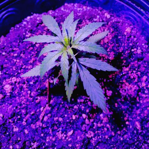 "Guerreira"🌱🪴 growlog photo: Seguem aparentemente evoluindo 🌱💪🏽💚