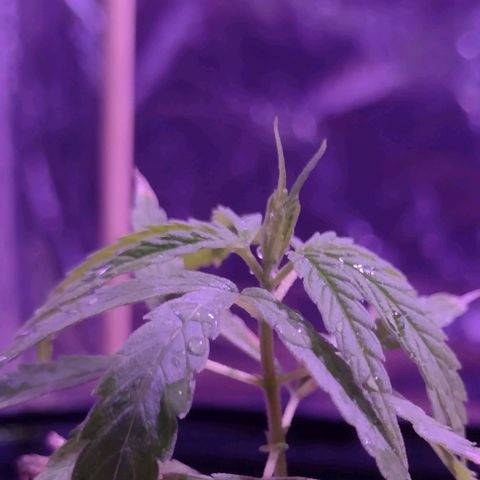 "Guerreira"🌱🪴 growlog photo: Seguem aparentemente evoluindo 🌱💪🏽💚