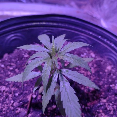 "Guerreira"🌱🪴 growlog photo: Seguem aparentemente evoluindo 🌱💪🏽💚