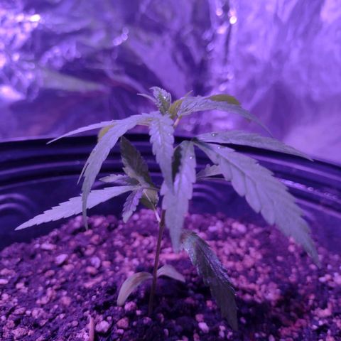 "Guerreira"🌱🪴 growlog photo: Seguem aparentemente evoluindo 🌱💪🏽💚
