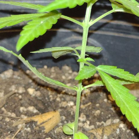 "Guerreira"🌱🪴 growlog photo: 👀🌱💚