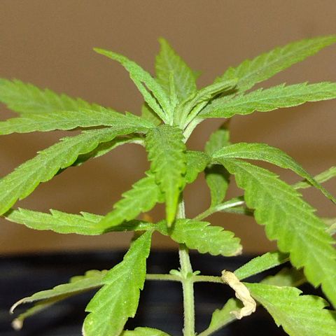 "Guerreira"🌱🪴 growlog photo: 👀🌱💚
