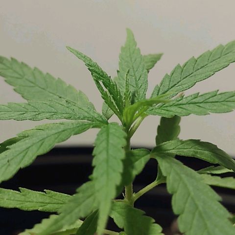 "Guerreira"🌱🪴 growlog photo: 👀🌱💚