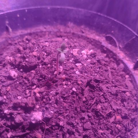 "Sky"🌱 growlog photo: Fotos tiradas Apartir do dia 15 até ontem que foi dia 19.🌱💚