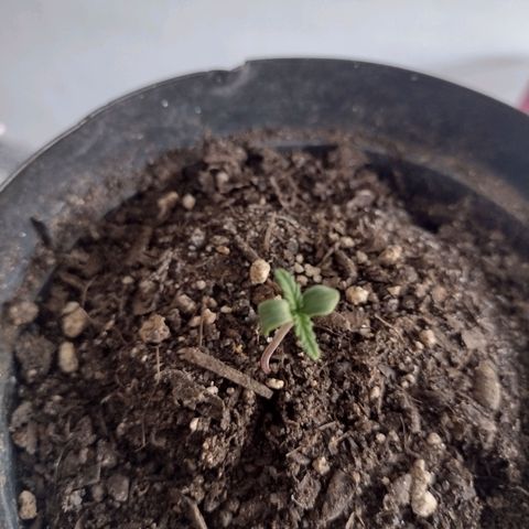 "Sky"🌱 growlog photo: Fotos tiradas Apartir do dia 15 até ontem que foi dia 19.🌱💚