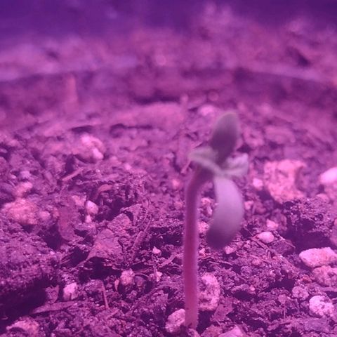 "Sky"🌱 growlog photo: Fotos tiradas Apartir do dia 15 até ontem que foi dia 19.🌱💚