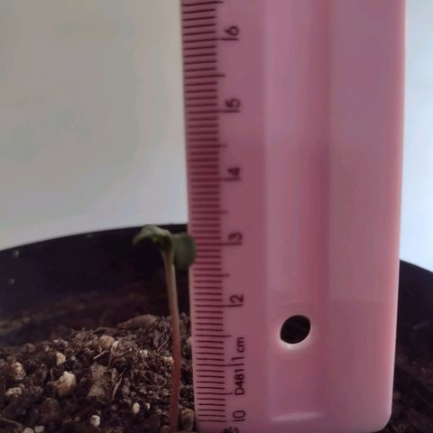 "Sky"🌱 growlog photo: Fotos tiradas Apartir do dia 15 até ontem que foi dia 19.🌱💚