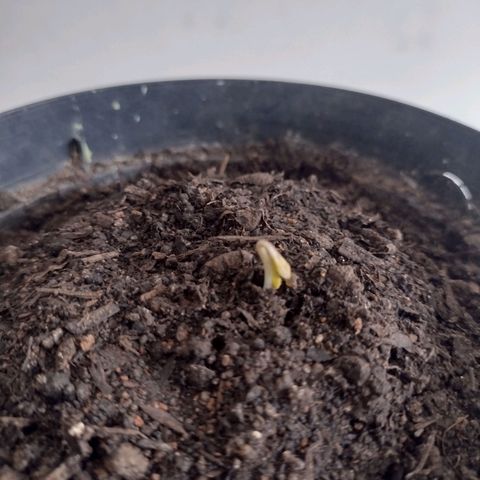 "Sky"🌱 growlog photo: Fotos tiradas Apartir do dia 15 até ontem que foi dia 19.🌱💚