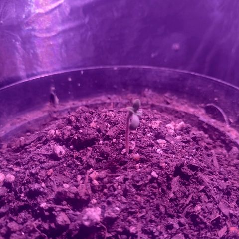 "Sky"🌱 growlog photo: Fotos tiradas Apartir do dia 15 até ontem que foi dia 19.🌱💚