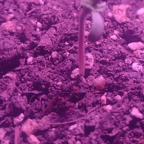 "Sky"🌱 growlog photo: Fotos tiradas Apartir do dia 15 até ontem que foi dia 19.🌱💚