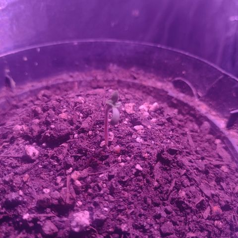 "Sky"🌱 growlog photo: Fotos tiradas Apartir do dia 15 até ontem que foi dia 19.🌱💚