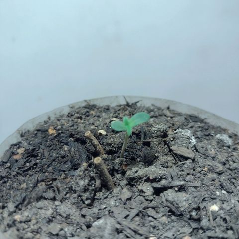🌱 "Sky"2GRF🌱 growlog timeline photo