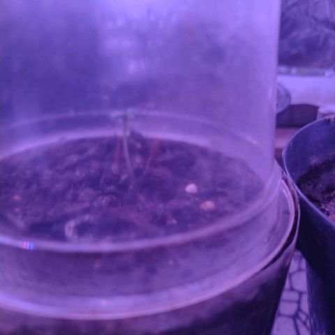 🌱 "Sky"2GRF🌱 growlog timeline photo