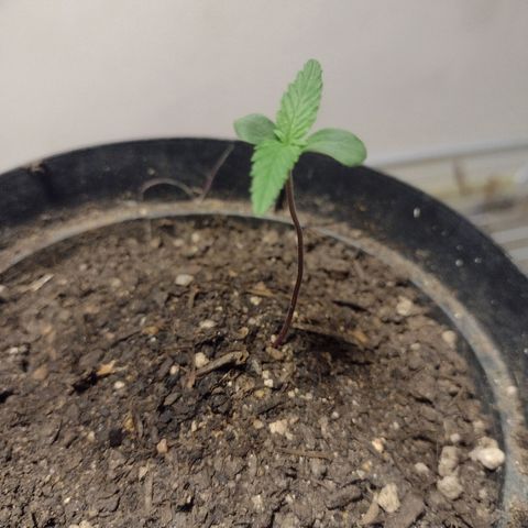 "Sky"🌱 growlog timeline photo